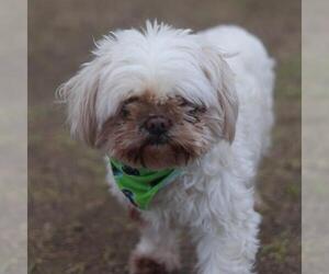 Shih Tzu-Unknown Mix Dogs for adoption in San Antonio, TX, USA