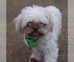 Small Shih Tzu Mix