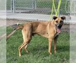 Small #1 German Shepherd Dog-Plott Hound Mix