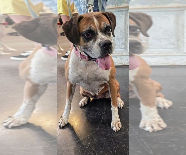 Medium Photo #11 Boxer Puppy For Sale in Austin, TX, USA