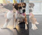 Small #10 Boxer