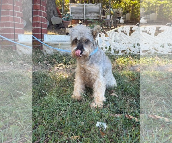 Medium Photo #10 Mutt Puppy For Sale in HOPKINSVILLE/PRINCETON, KY, NH, USA