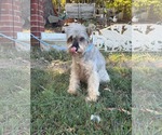 Small Photo #10 Mutt Puppy For Sale in HOPKINSVILLE/PRINCETON, KY, NH, USA