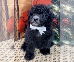 Poodle (Toy)-Sheepadoodle Mix Puppy for sale in MANCHESTER, CT, USA