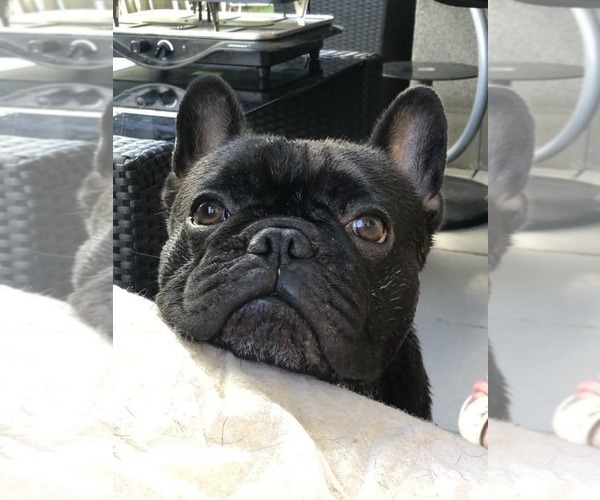 Medium Photo #1 Faux Frenchbo Bulldog Puppy For Sale in SPRING LAKE, NC, USA