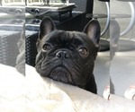 Small Photo #1 Faux Frenchbo Bulldog Puppy For Sale in SPRING LAKE, NC, USA
