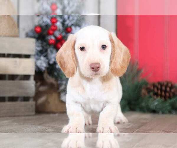 Medium Photo #1 Dachshund Puppy For Sale in MOUNT VERNON, OH, USA