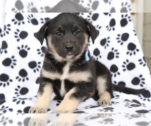 English Cream Golden Retriever-Mutt Mix Puppy for sale in SHILOH, OH, USA