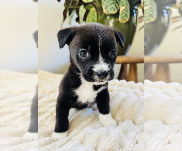 Medium Photo #3 Chihuahua-Unknown Mix Puppy For Sale in Marina Del Rey, CA, USA
