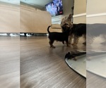 Small #2 Yorkshire Terrier