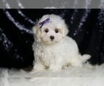 Small #2 Maltese