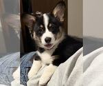 Puppy Brownie Pembroke Welsh Corgi