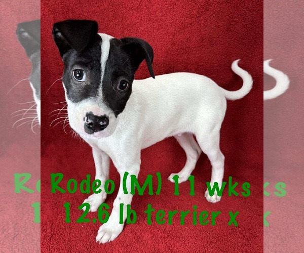 Medium Photo #5 Mutt Puppy For Sale in pomfret, CT, USA