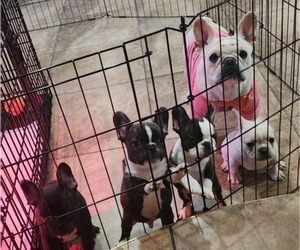 Mother of the French Bulldog puppies born on 12/04/2023