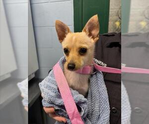 Chiweenie Dogs for adoption in Woodland, CA, USA