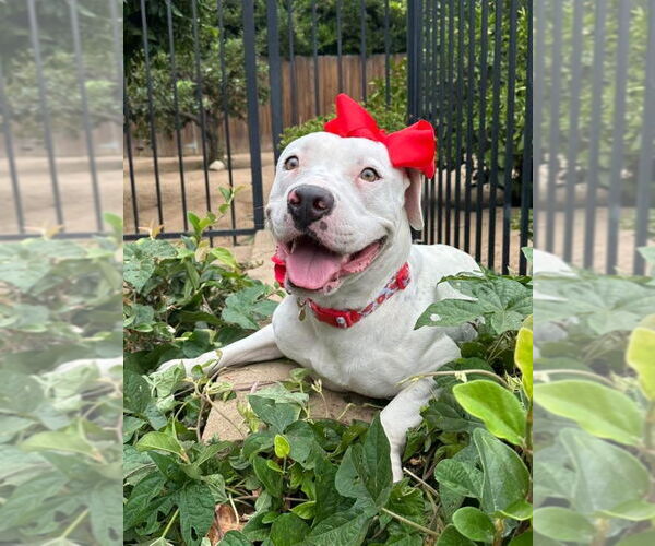 Medium Photo #4 American Pit Bull Terrier-Unknown Mix Puppy For Sale in Redlands, CA, USA