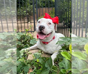 Poppy - Female American Pit Bull Terrier-Unknown Mix Dog for Adoption - Photo #4