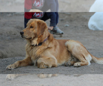 Small Photo #13 Golden Retriever Puppy For Sale in CLOVIS, CA, USA
