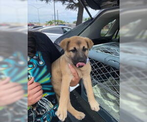 German Shepherd Dog Dogs for adoption in Stockton, CA, USA