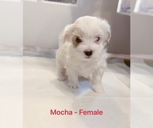 Mal-Shi Puppy for sale in PLANO, TX, USA