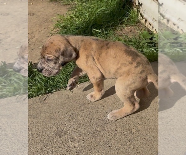 Medium Photo #7 Great Dane Puppy For Sale in PITTSBURG, CA, USA