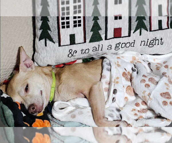 Medium Photo #3 Chihuahua-Unknown Mix Puppy For Sale in Royal Palm Beach, FL, USA