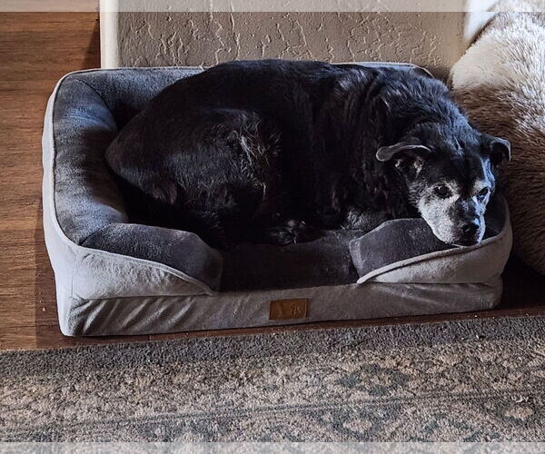 Medium Photo #4 Chug Puppy For Sale in Chandler, AZ, USA