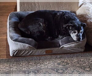 ERNIE - Male Chug Dog for Adoption - Photo #4