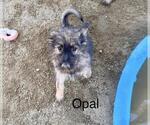 Small #2 German Shepherd Dog Mix