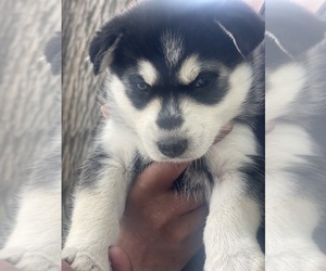 Siberian Husky Puppy for sale in DENVER, CO, USA