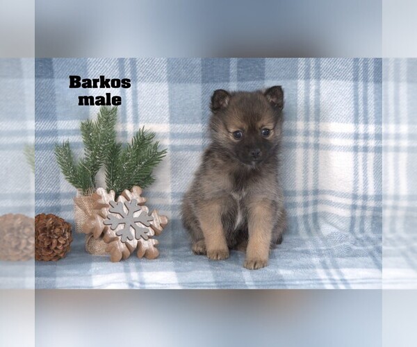 Medium Photo #4 Alaskan Klee Kai-Pomsky Mix Puppy For Sale in CLARE, MI, USA
