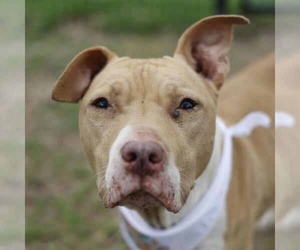 Medium Photo #1 American Staffordshire Terrier-Unknown Mix Puppy For Sale in San Antonio, TX, USA
