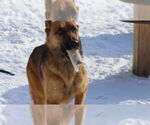 Small #13 German Shepherd Dog
