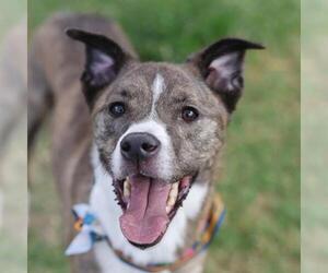 American Staffordshire Terrier-Unknown Mix Dogs for adoption in San Antonio, TX, USA