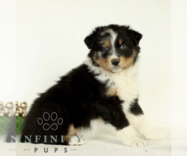 Medium Photo #3 Australian Shepherd Puppy For Sale in LANCASTER, PA, USA