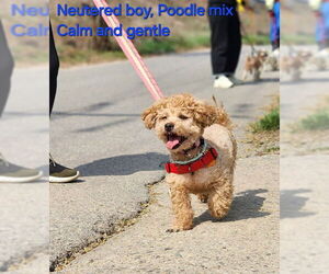 Poodle (Miniature) Dogs for adoption in Agoura Hills, CA, USA