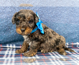 Bernedoodle (Miniature) Puppy for sale in ROY, UT, USA