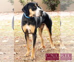 Small #10 Greater Swiss Mountain Dog