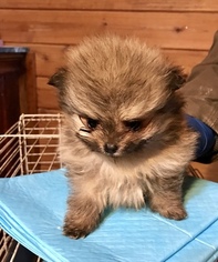 Pomeranian Puppy for sale in GAINESVILLE, TX, USA