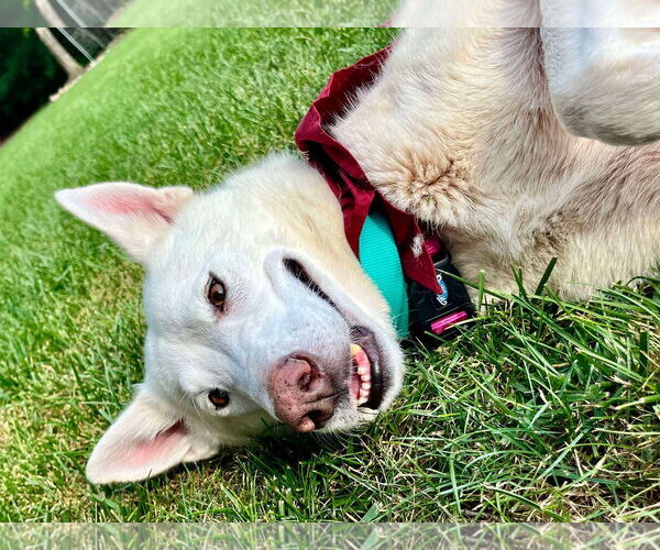 Medium Photo #3 - Mix Puppy For Sale in Gretna, NE, USA