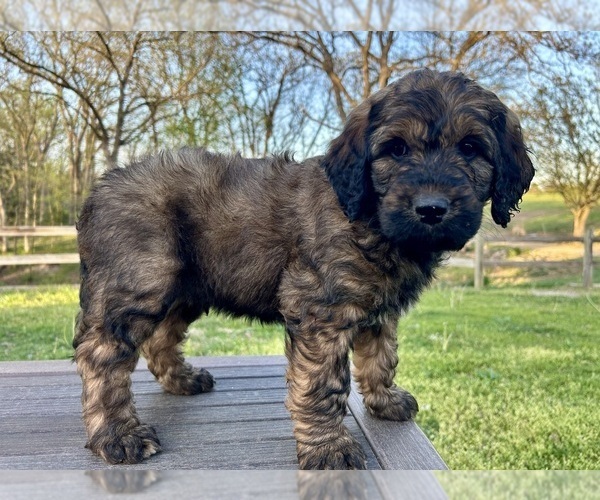 Medium Photo #7 Goldendoodle Puppy For Sale in KNOB NOSTER, MO, USA