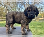 Small Photo #7 Goldendoodle Puppy For Sale in KNOB NOSTER, MO, USA