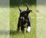 Small #4 Shepweiller