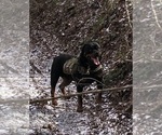Small #33 Rottweiler