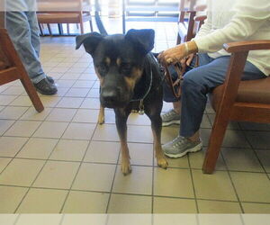 Shepweiller Dogs for adoption in Ocala, FL, USA