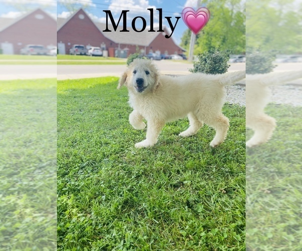 Medium Photo #1 Labradoodle-Poodle (Standard) Mix Puppy For Sale in COOKEVILLE, TN, USA