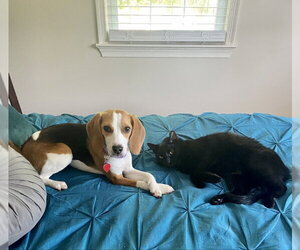 Lucy *Adopt or Foster* - Female Beagle Dog for Adoption - Photo #2