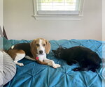 Small #1 Beagle