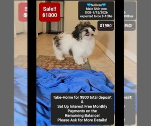 ShihPoo Puppy for sale in TUCSON, AZ, USA