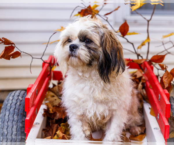 Medium Photo #5 Shih Tzu Puppy For Sale in WAKARUSA, IN, USA